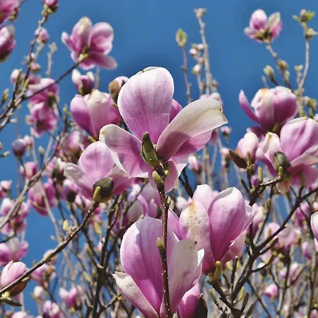 In - Balaton 39945 Appartement *