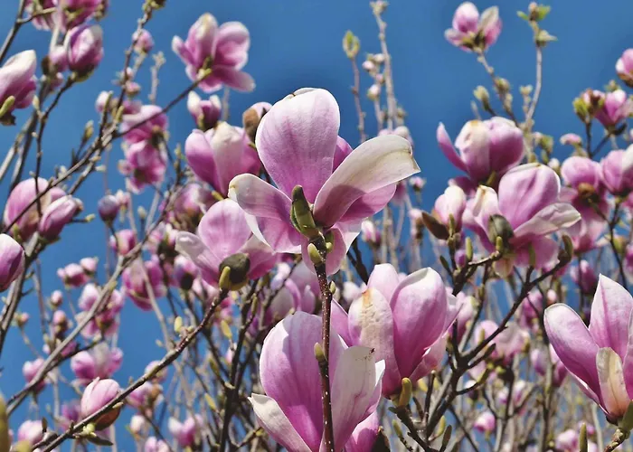 In - Balaton 39945 Appartement *